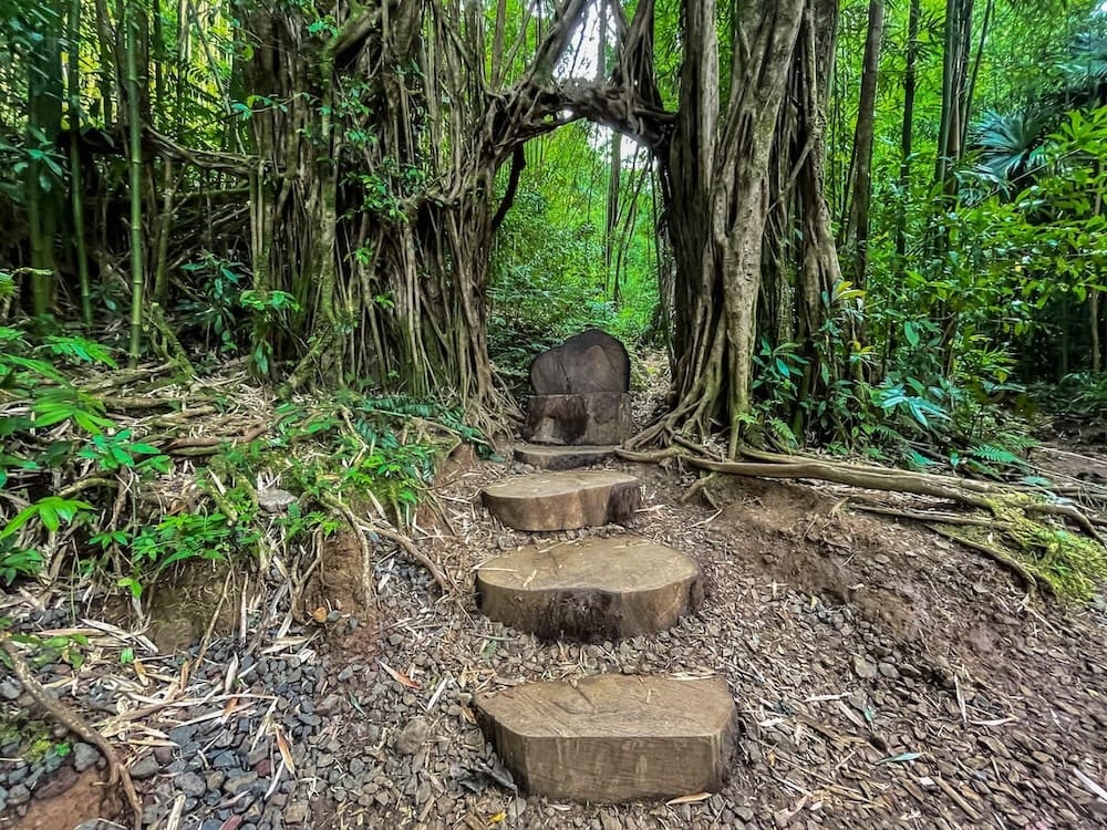 Arch of Vines on the Manoa Falls Trail