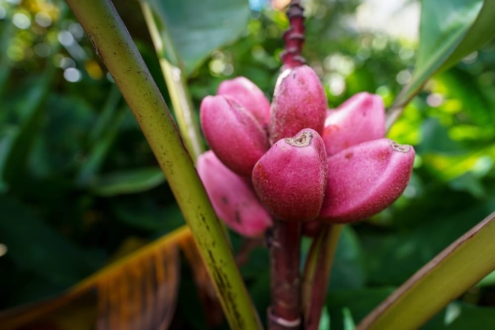 Lyon Arboretum