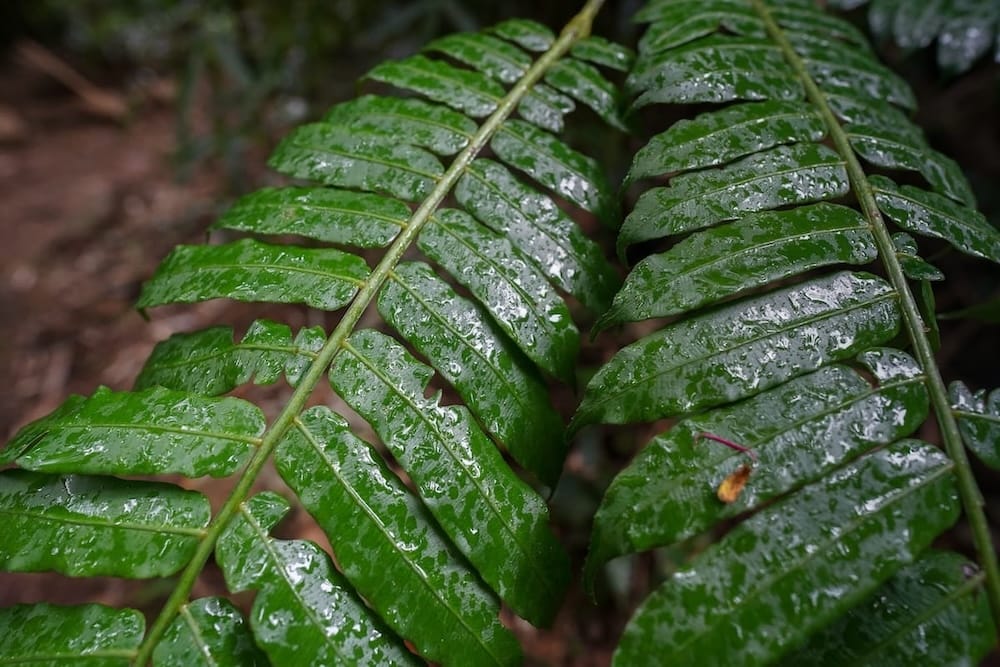 Rain in the Manoa Valley