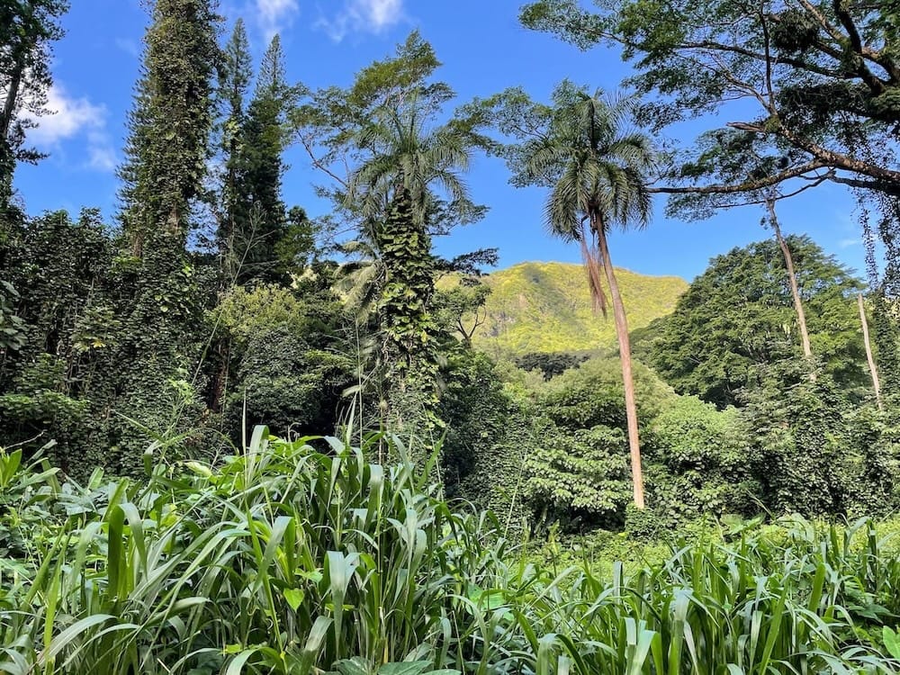 Beautiful greenery at Manoa Falls