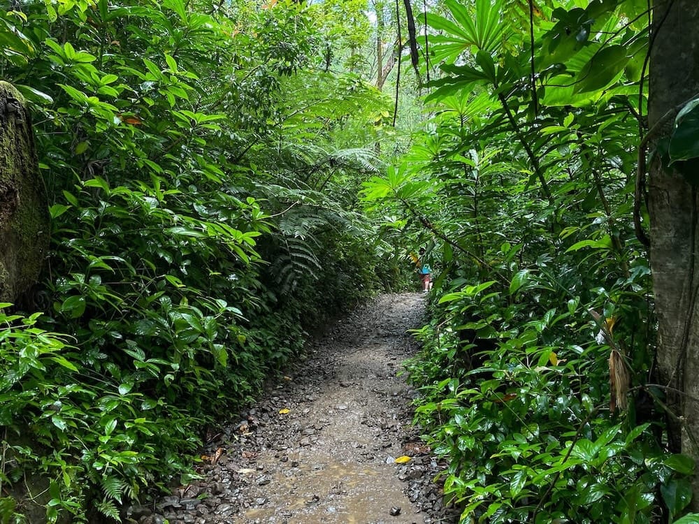 Afternoon hike at Manoa Falls