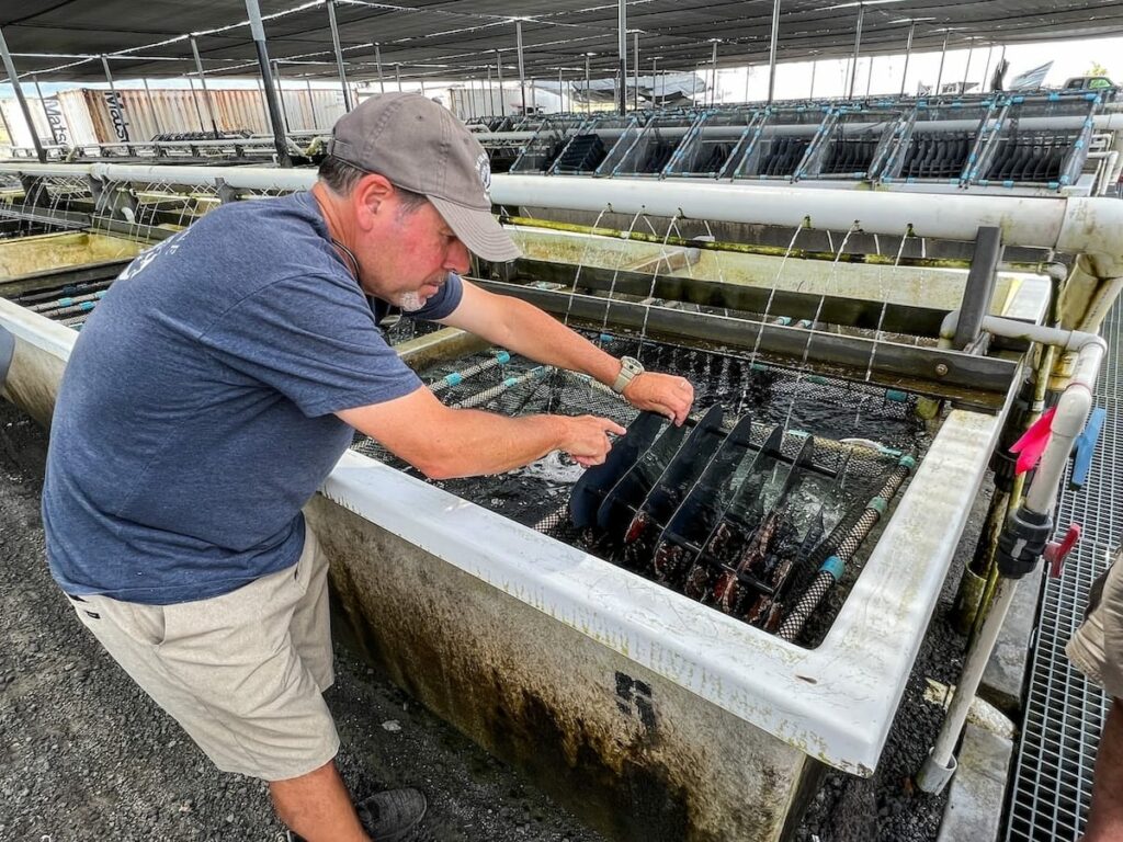 Visiting Big Island Abalone in Kona on the Big Island