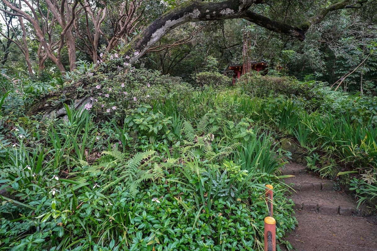 Walking around the grounds at the Byodo-In Temple - these are trees and a dirt path