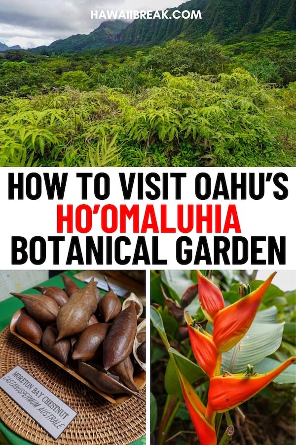 Are you looking to visit the Ho'omaluhia Botanical Garden on Oahu during your trip? This is a guide about how to visit, what to expect, and some helpful tips. | Day trips from Honolulu | Places to visit on Oahu | Things to do in Honolulu | Honolulu itinerary | Oahu itinerary | Botanical Gardens in Hawaii | What to do on Oahu