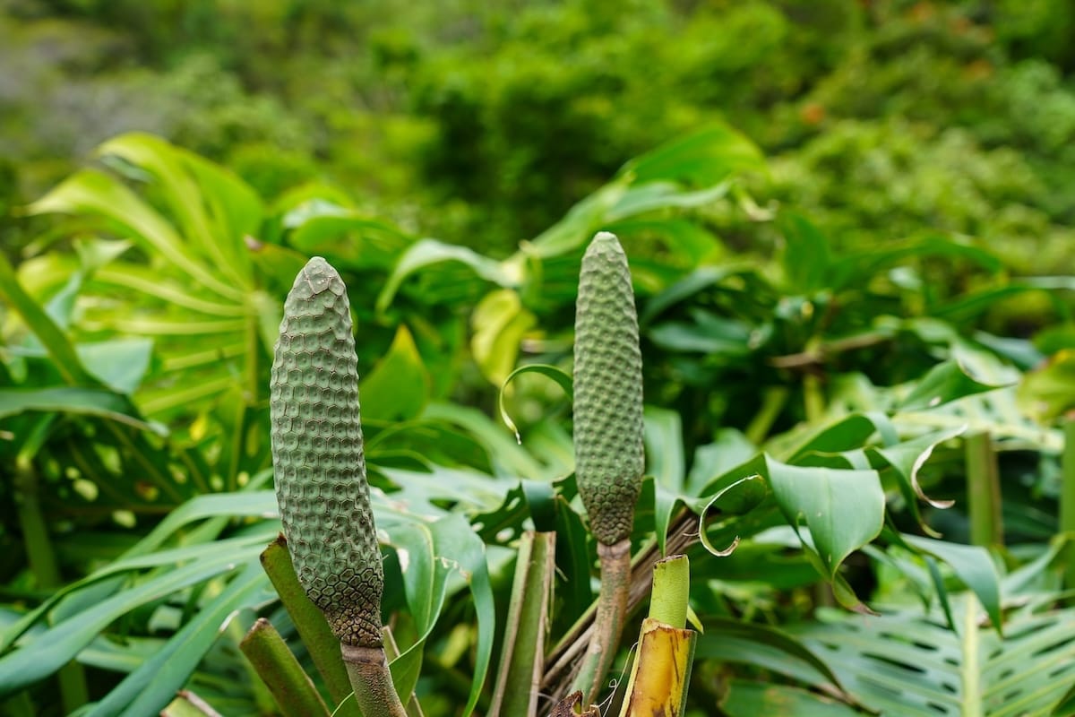 'Canoe plants' brought by Polynesians to Hawaii