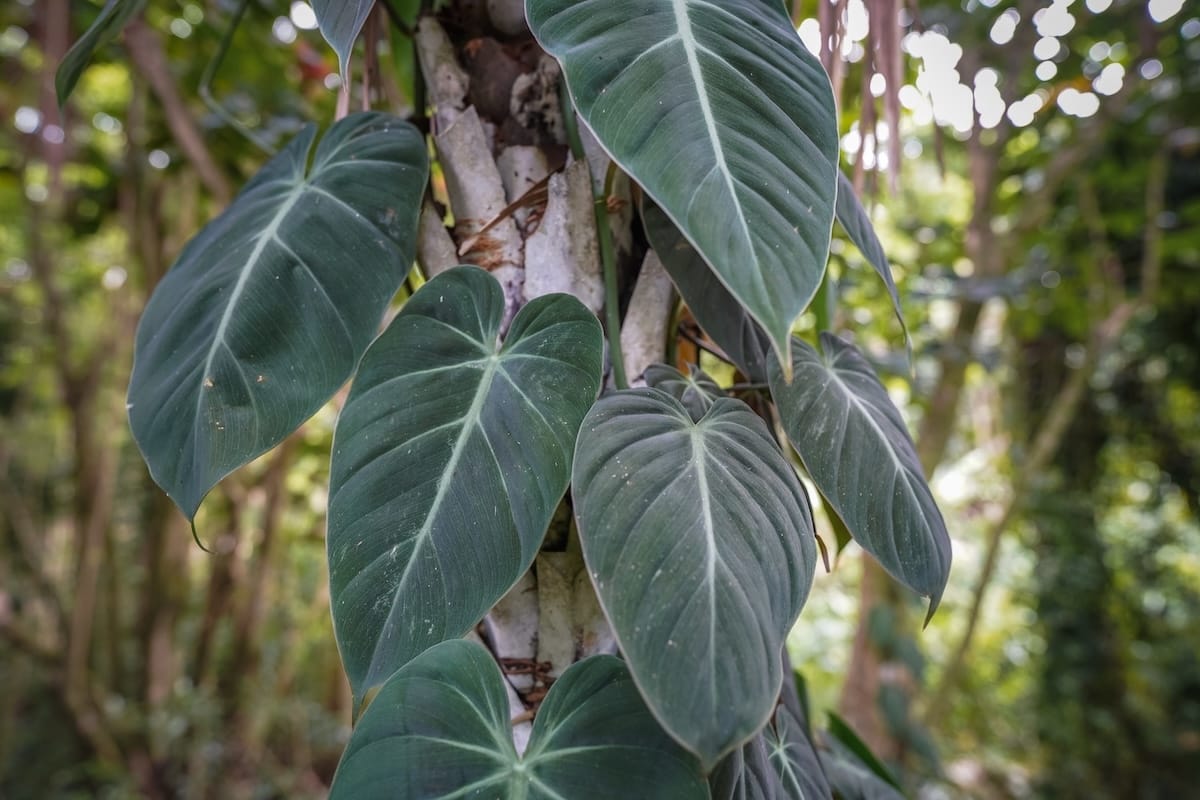 How to visit Ho'omaluhia Botanica Garden on Oahu