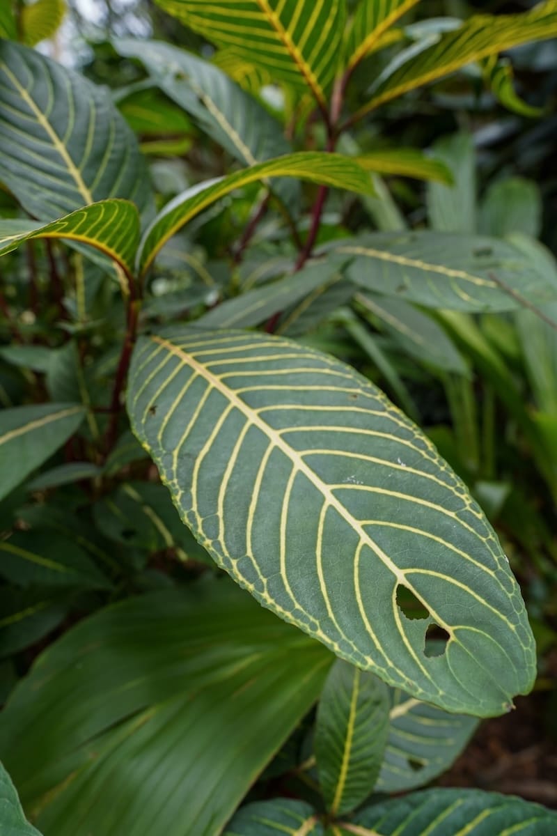 How to visit Ho'omaluhia Botanica Garden on Oahu