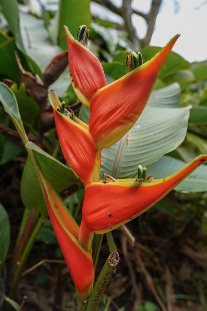 How to visit Ho'omaluhia Botanica Garden on Oahu