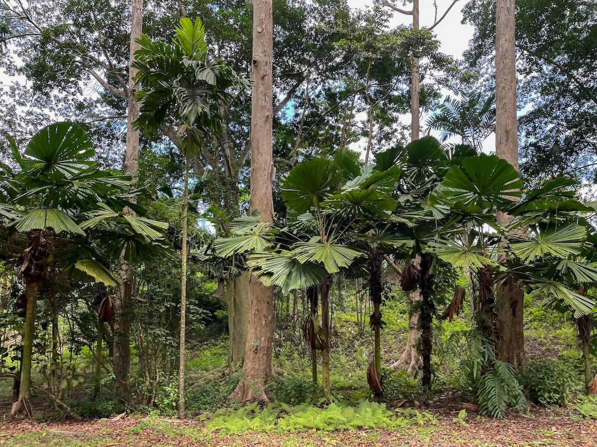 How to visit Ho'omaluhia Botanica Garden on Oahu
