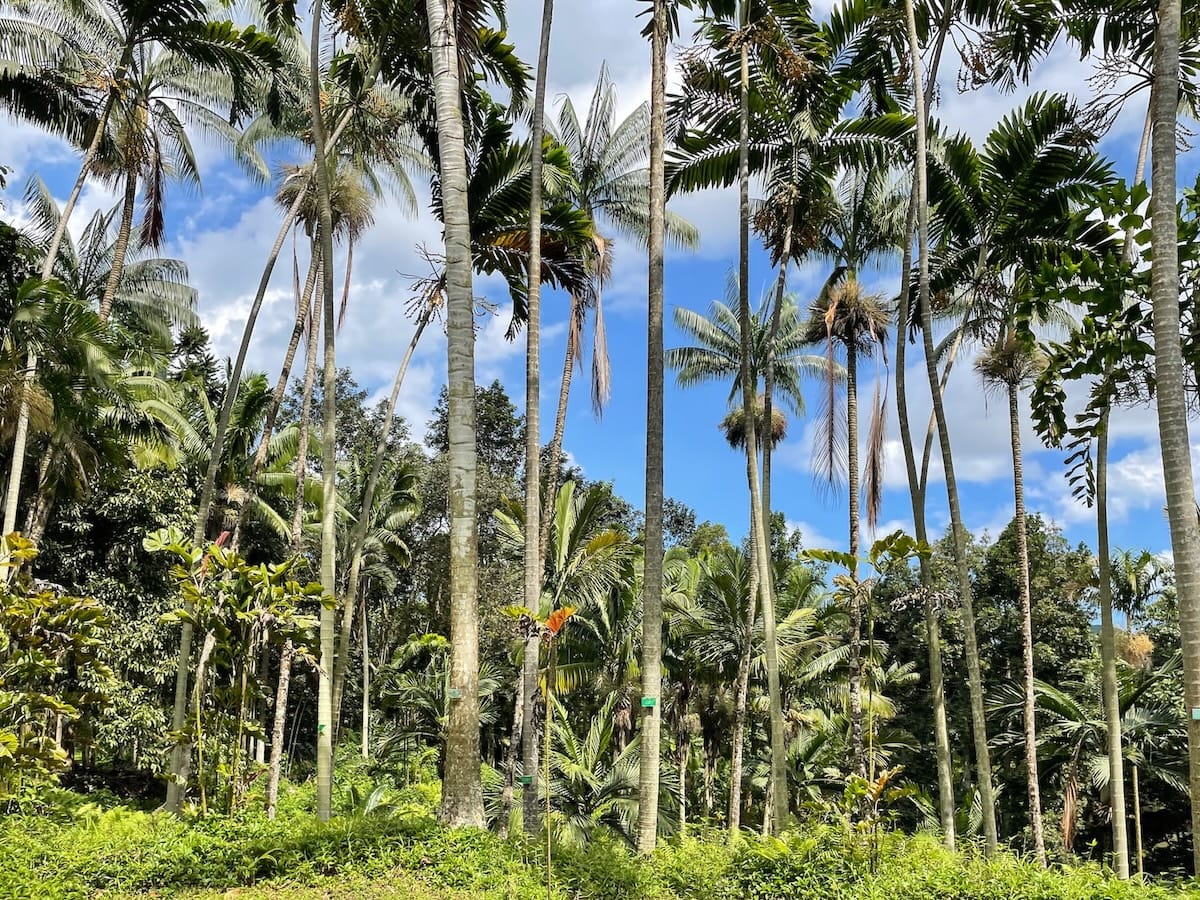 How to visit Ho'omaluhia Botanica Garden on Oahu